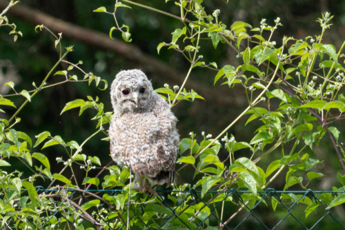 Busausflug: Vogelparadies Lagune Ormož mit Weinkellerbesuch