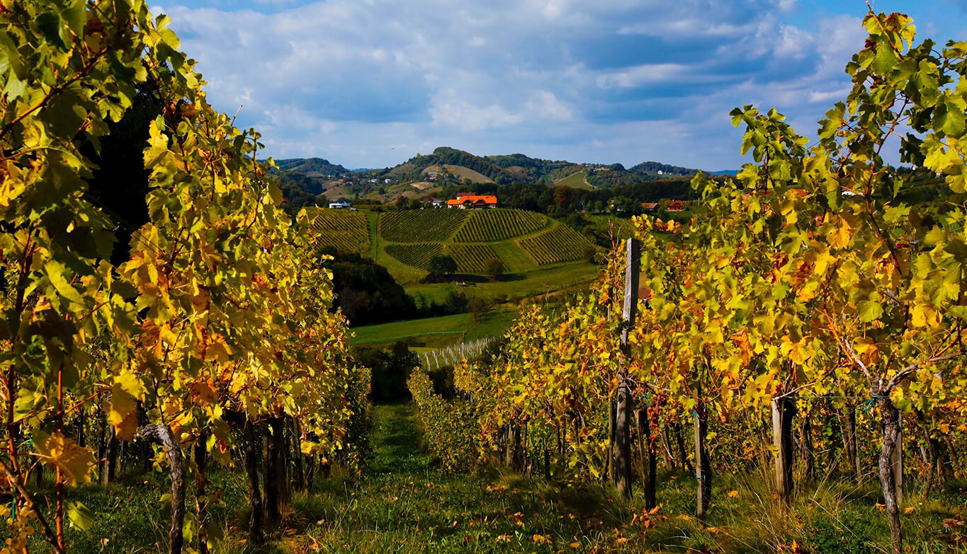 Herbstwanderung Maribor-Vodole